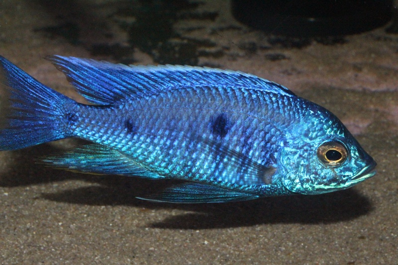 Copadichromis azureus 'Mbenji Island'